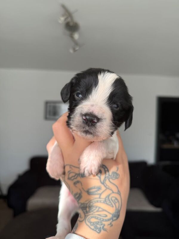 Cocker Spaniel puppies for sale in Hebburn, Tyne and Wear – 4 weeks old - Image 3 of 3
