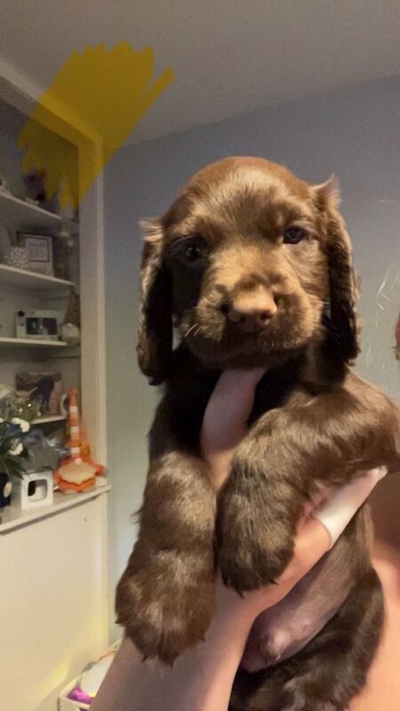 4 male cocker spaniels for sale