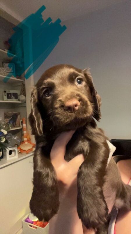 4 male cocker spaniels for sale - Image 2 of 4