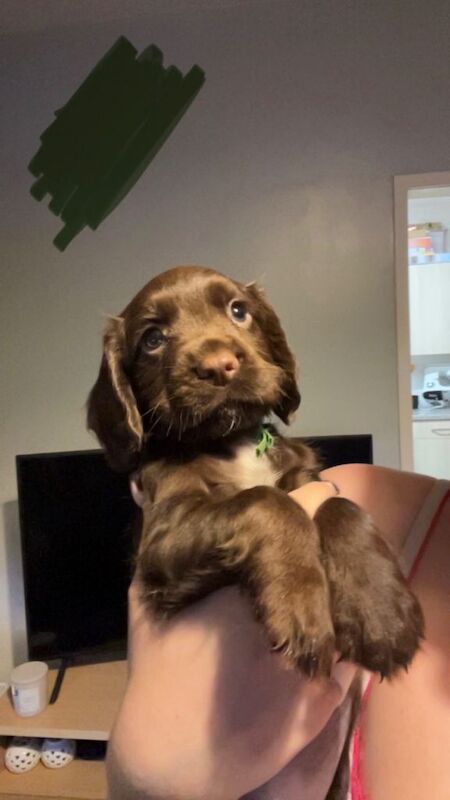 4 male cocker spaniels for sale - Image 3 of 4