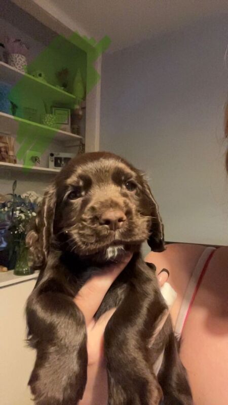 4 male cocker spaniels for sale - Image 4 of 4