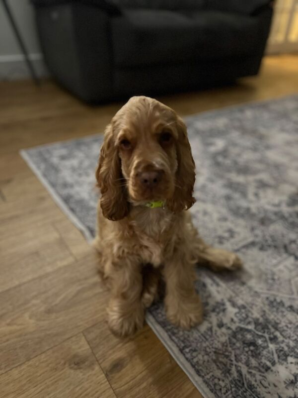 4 month cocker spaniel male puppy 