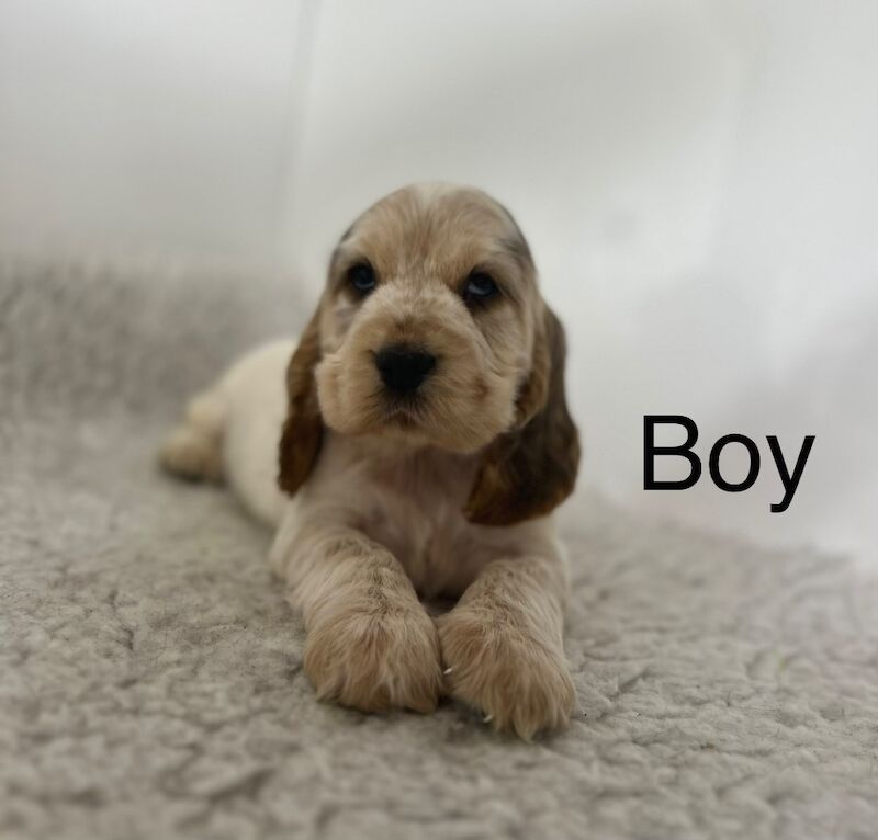 4 stunning coloured show cocker spaniel puppies for sale in Upwell, Norfolk