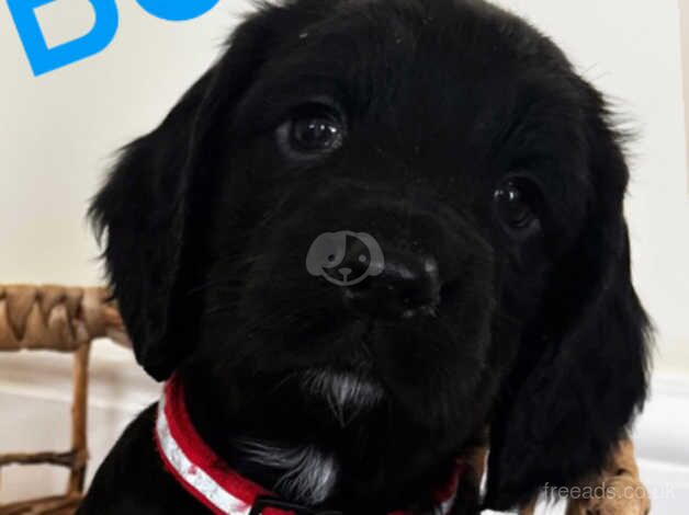 Cocker Spaniel puppies for sale in Maidstone, Kent – 1 year old - Image 2 of 5