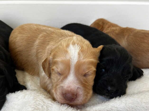 Cocker Spaniel puppies for sale in Maidstone, Kent – 1 year old - Image 5 of 5