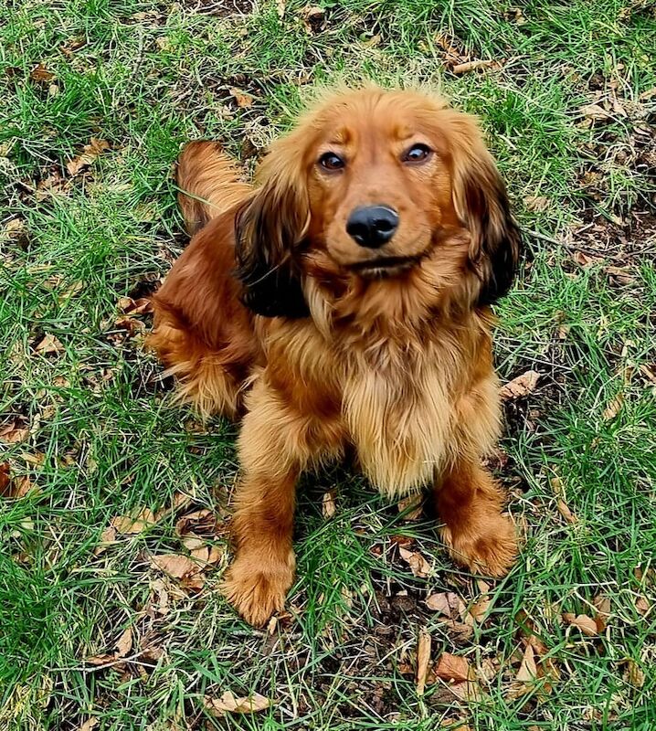 Cocker Spaniel puppies for sale in Ballynahinch, County Down – 4 years old
