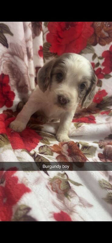 Cocker Spaniel puppies for sale in Larkfield, Kent – 6 weeks old