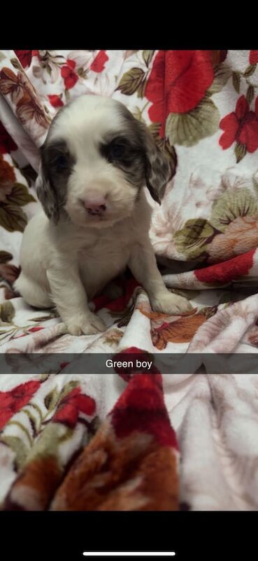 Cocker Spaniel puppies for sale in Larkfield, Kent – 3 months old - Image 2 of 4