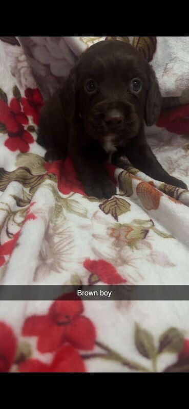 Cocker Spaniel puppies for sale in Larkfield, Kent – 3 months old - Image 3 of 4