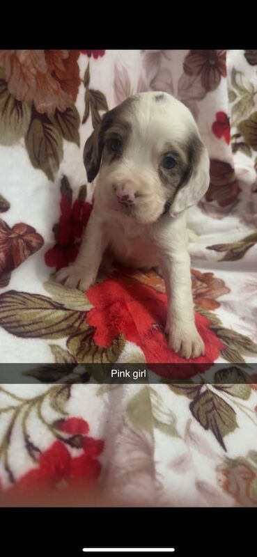Cocker Spaniel puppies for sale in Larkfield, Kent – 3 months old - Image 4 of 4