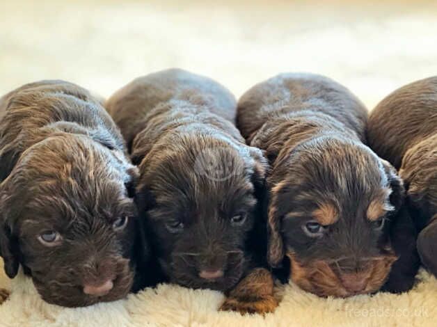 Cocker Spaniel puppies for sale in Doncaster, South Yorkshire – 1 year old - Image 1 of 5