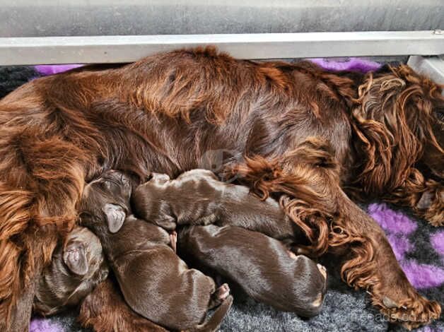 Cocker Spaniel puppies for sale in Doncaster, South Yorkshire – 1 year old - Image 2 of 5