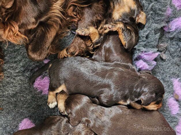Cocker Spaniel puppies for sale in Doncaster, South Yorkshire – 1 year old - Image 3 of 5
