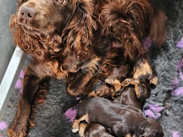 Cocker Spaniel puppies for sale in Doncaster, South Yorkshire – 1 year old - Image 4 of 5