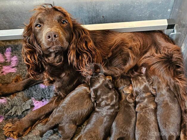 Cocker Spaniel puppies for sale in Doncaster, South Yorkshire – 1 year old - Image 5 of 5