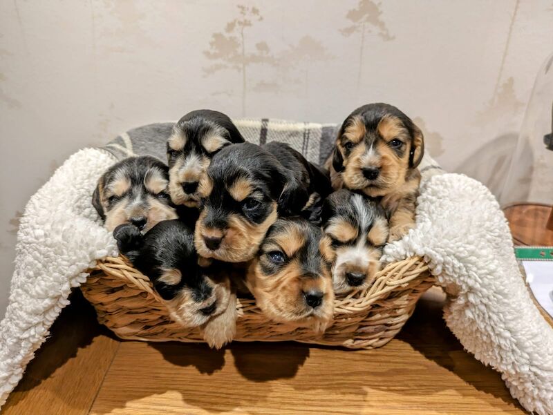 Cocker Spaniel puppies for sale in Leeds, West Yorkshire – 1 year old - Image 1 of 8