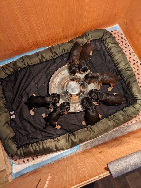 Cocker Spaniel puppies for sale in Leeds, West Yorkshire – 1 year old - Image 2 of 8