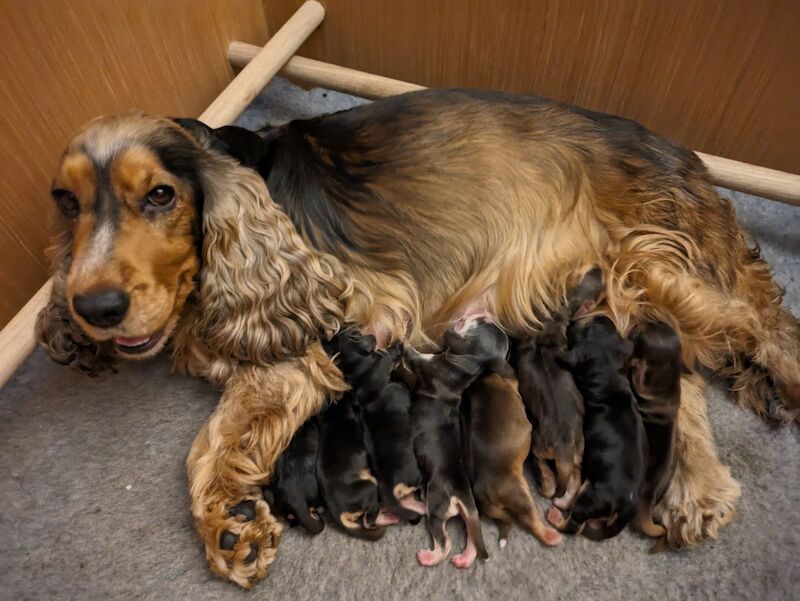 Cocker Spaniel puppies for sale in Leeds, West Yorkshire – 1 year old - Image 3 of 8