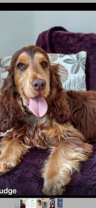 Cocker Spaniel puppies for sale in Leeds, West Yorkshire – 1 year old - Image 4 of 8