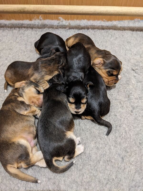 Cocker Spaniel puppies for sale in Leeds, West Yorkshire – 1 year old - Image 5 of 8