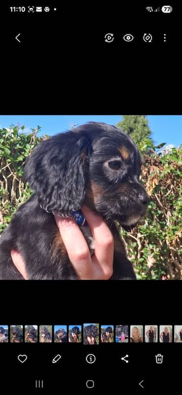 5 cocker spaniel puppies looking for there forever homes