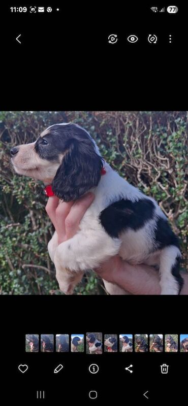 1 cocker spaniel puppies looking for there forever homes