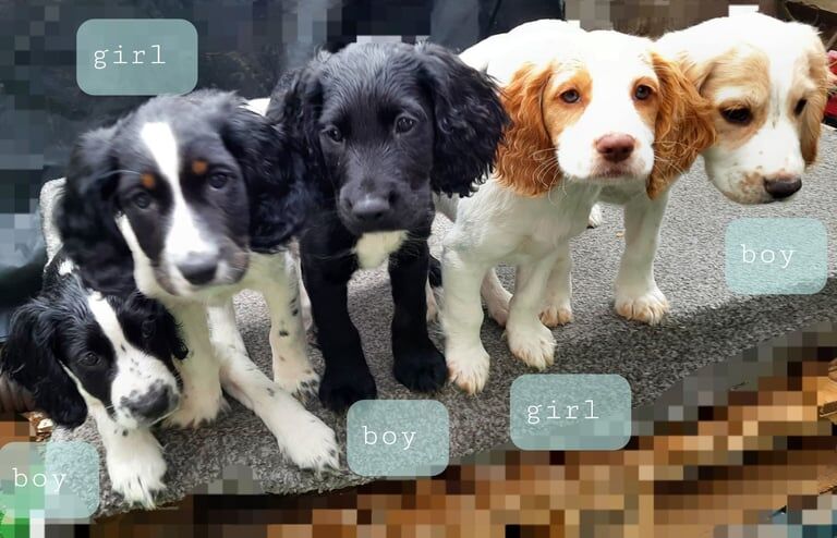 5 cocker spaniels for sale in Kennington, Greater London