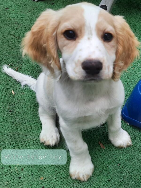 5 cocker spaniels for sale in Kennington, Greater London | Image 2