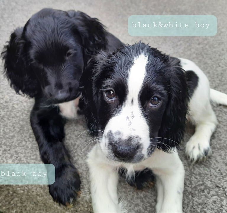 5 cocker spaniels for sale in Kennington, Greater London | Image 3