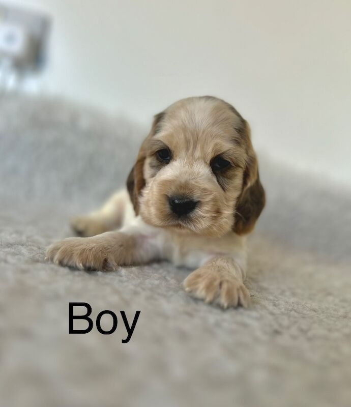5 lovely cocker spaniel boy puppies for sale in Upwell, Norfolk