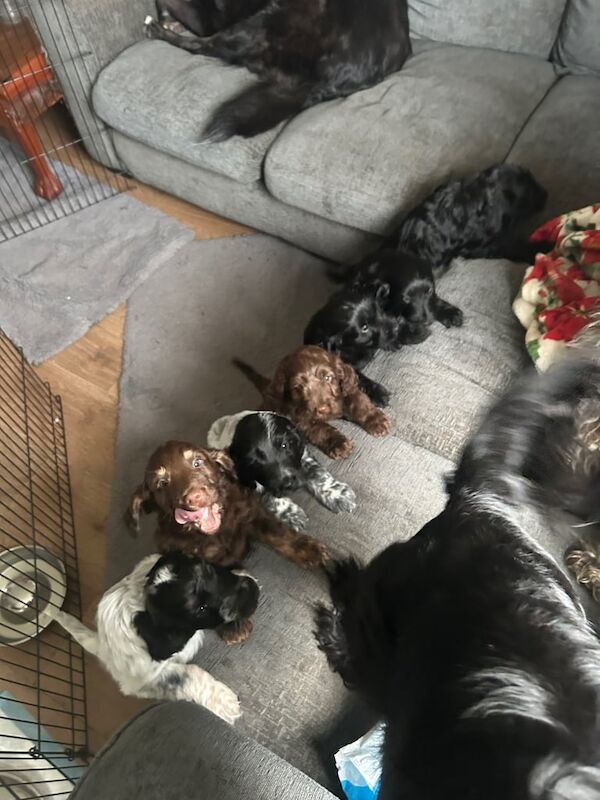 Cocker Spaniel puppies for sale in Havant, Hampshire – 10 months old - Image 1 of 3