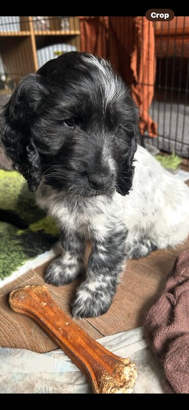 Cocker Spaniel puppies for sale in Havant, Hampshire – 10 months old - Image 2 of 3