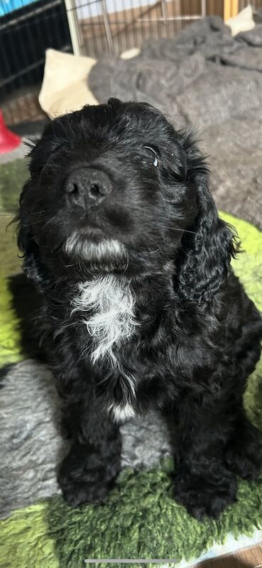 Cocker Spaniel puppies for sale in Havant, Hampshire – 10 months old - Image 3 of 3