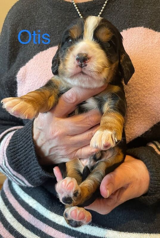 5 STUNNING WORKING COCKER SPANIELS FOR SALE!! for sale in Calverton, Nottinghamshire