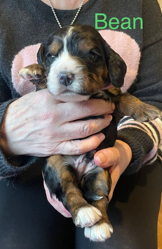 Cocker Spaniel puppies for sale in Calverton, Nottinghamshire – 11 months old - Image 2 of 3