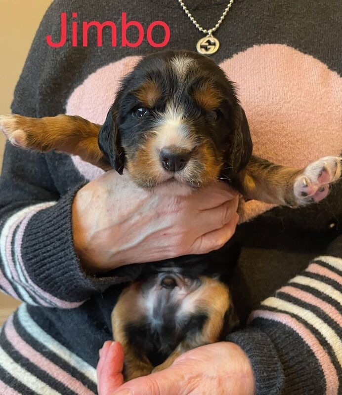 Cocker Spaniel puppies for sale in Calverton, Nottinghamshire – 11 months old - Image 3 of 3