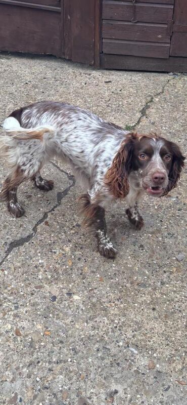 5x beautiful cocker spaniel puppies for sale