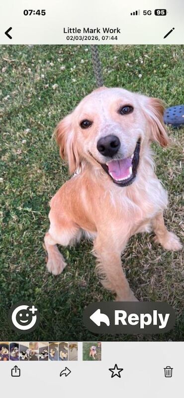 5x beautiful cocker spaniel puppies for sale - Image 2 of 3