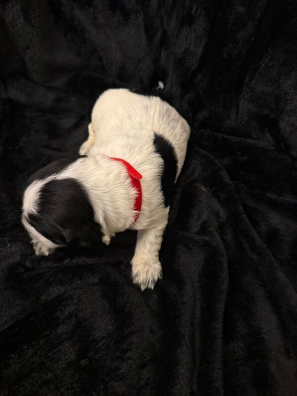 5x beautiful cocker spaniel puppies for sale - Image 3 of 3