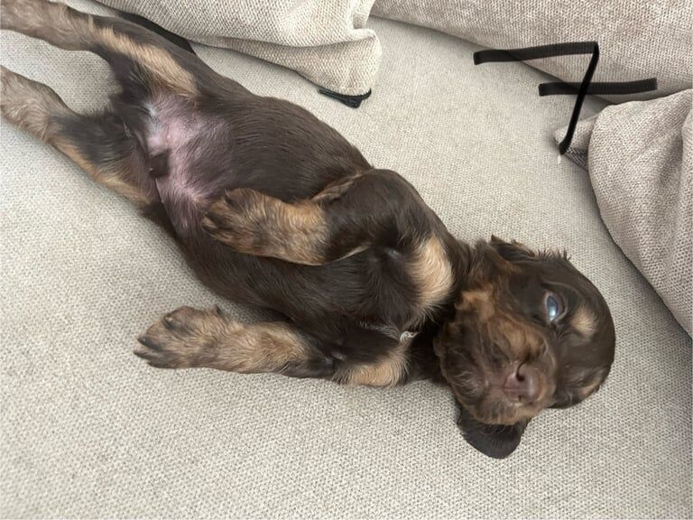 Cocker Spaniel puppies for sale in King's Lynn, Norfolk – 5 weeks old - Image 2 of 3