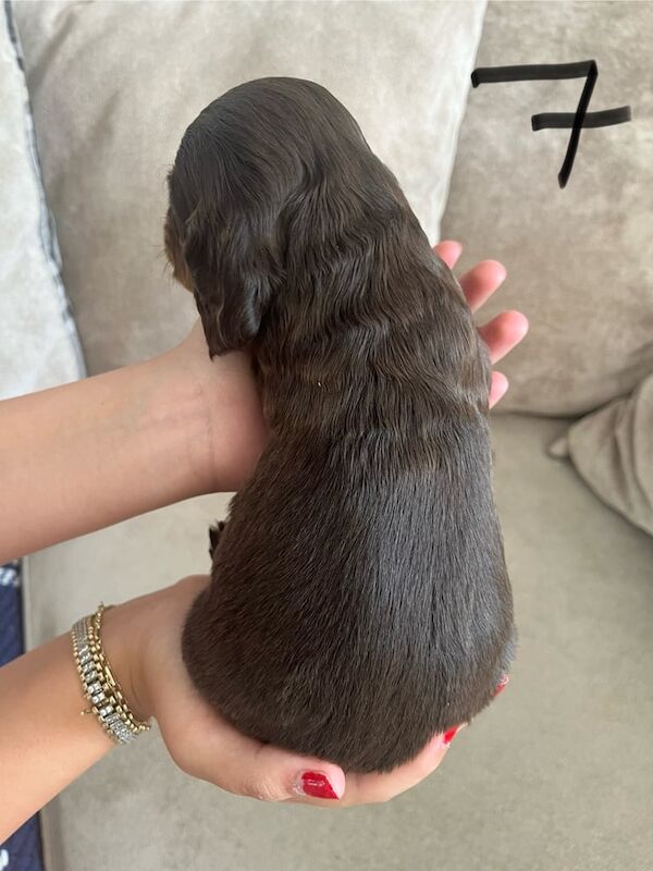 Cocker Spaniel puppies for sale in King's Lynn, Norfolk – 5 weeks old - Image 3 of 3