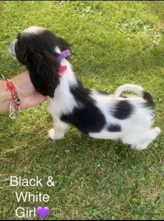Cocker Spaniel puppies for sale in Kent Street, Kent – 1 year old - Image 3 of 5