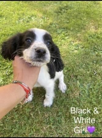 Cocker Spaniel puppies for sale in Kent Street, Kent – 1 year old - Image 4 of 5