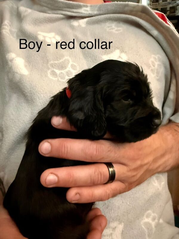6 Beautiful Cocker Spaniel Puppies for sale in Newport Pagnell, Buckinghamshire