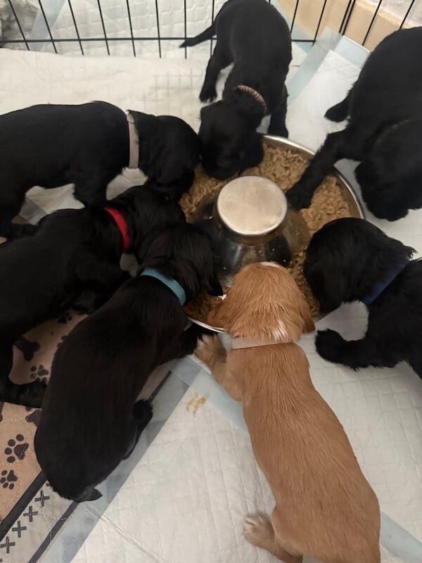 6 Beautiful Cocker Spaniel Puppies for sale in Newport Pagnell, Buckinghamshire | Image 3