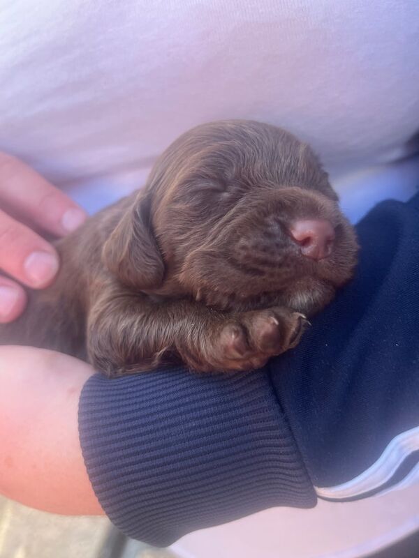 Cocker Spaniel puppies for sale in Peterlee, Durham – KC registered, 8 weeks old