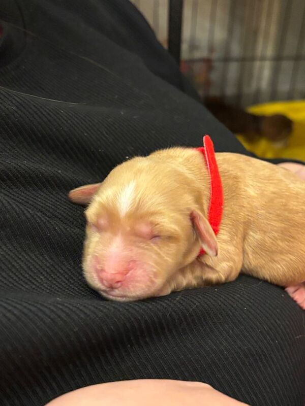 Cocker Spaniel puppies for sale in Doncaster, South Yorkshire – KC registered, 4 days old - Image 2 of 5