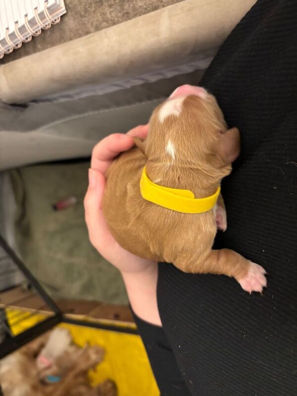 Cocker Spaniel puppies for sale in Doncaster, South Yorkshire – KC registered, 4 days old - Image 3 of 5