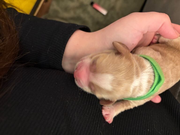 Cocker Spaniel puppies for sale in Doncaster, South Yorkshire – KC registered, 4 days old - Image 4 of 5