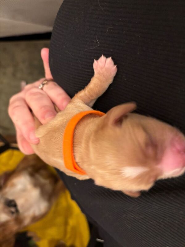 Cocker Spaniel puppies for sale in Doncaster, South Yorkshire – KC registered, 4 days old - Image 5 of 5